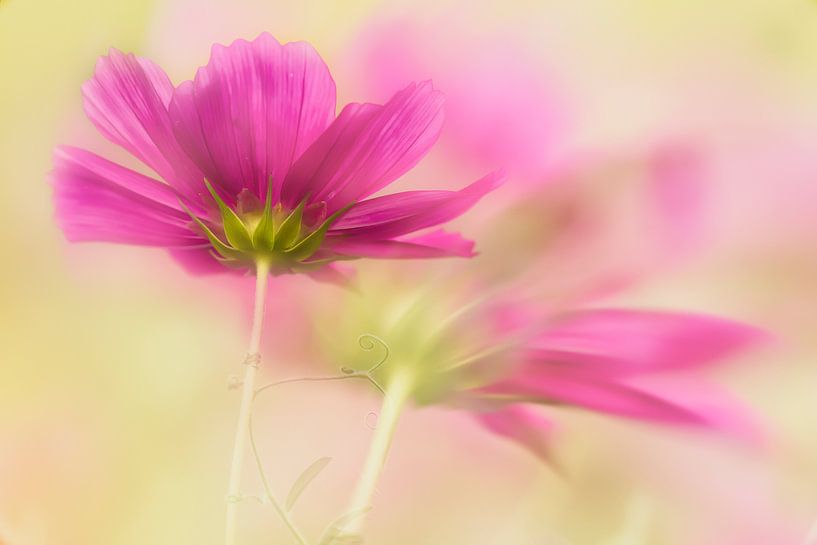 Fleur de Cosmea par Ellen Driesse