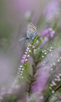 Ochtenddauw ? Vlinder met dauwdruppels