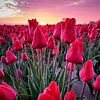 Tulpenveld met prachtige lucht tijdens zonsopkomst. van Peter de Jong