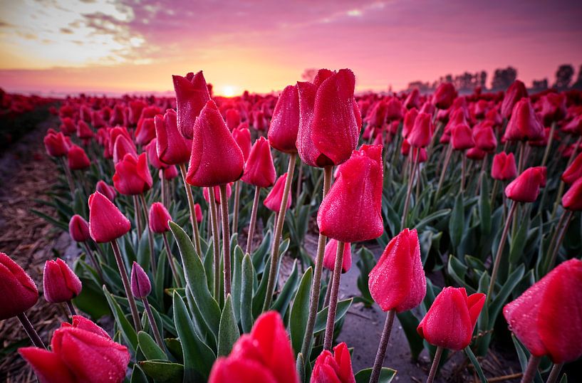 Champ de tulipes avec un beau ciel au lever du soleil. par Peter de Jong