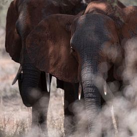 Tanzania elephants seen through waving grass von Jan van den Heuij