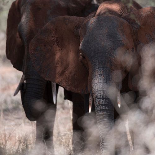 Olifant in Tanzania van Jan van den Heuij