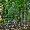 Porte tournante dans la forêt sur Frans Blok