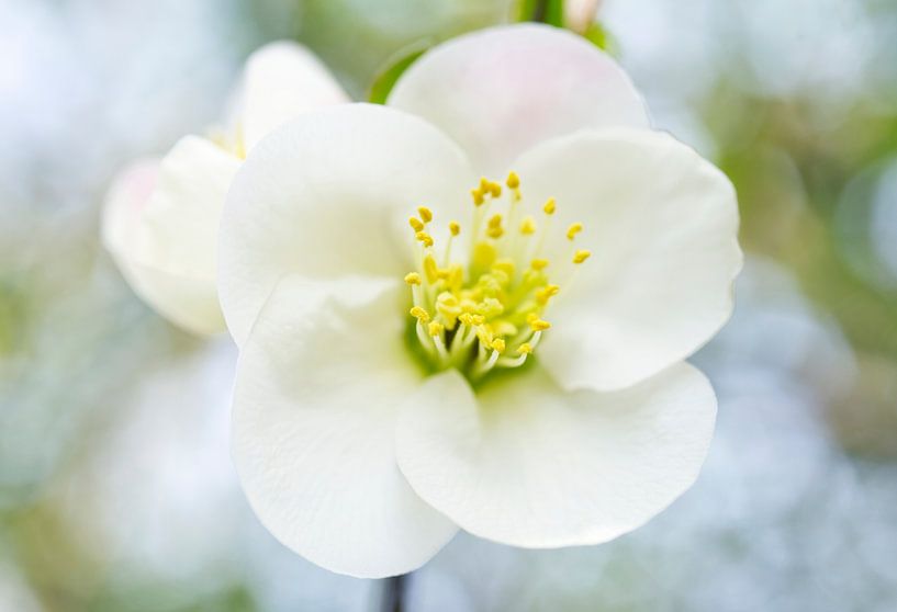 Witte kweepeerstruik bloem macro van Iris Holzer Richardson