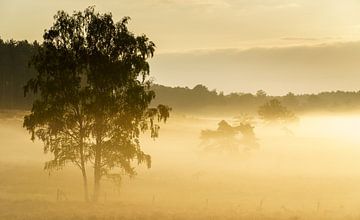 Golden fog van Steven Driesen