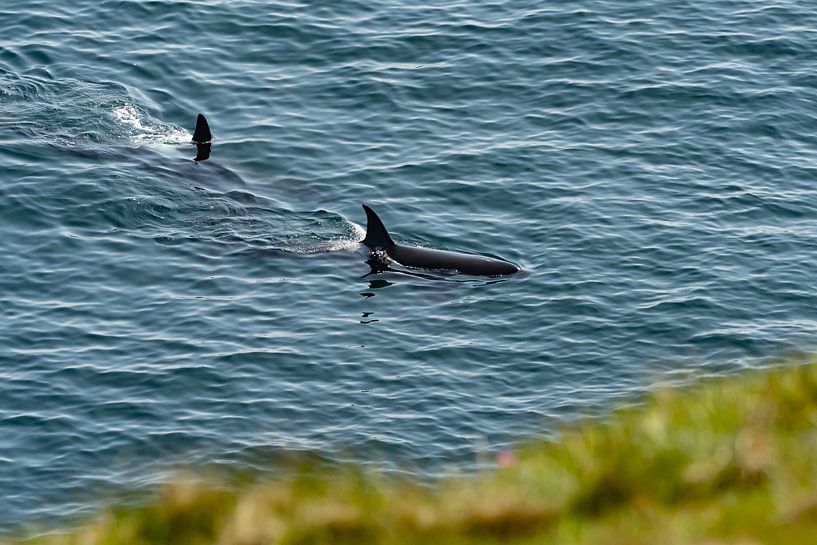 Orcas from the Cliff on Scotland by Merijn Loch