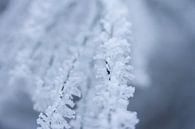 Detail Winterfoto, reif auf einem Zweig von Karijn | Fine art Natuur en Reis Fotografie Miniaturansicht