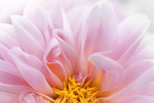 Nahaufnahme einer rosa Dahlie in sanftem Licht