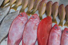 Vissen 1 by Annelies van der Vliet