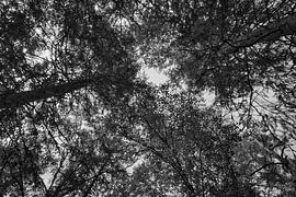 Vue du ciel à travers la canopée verte d'une forêt en été