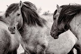 Konikpaarden von Bart Uijterlinde