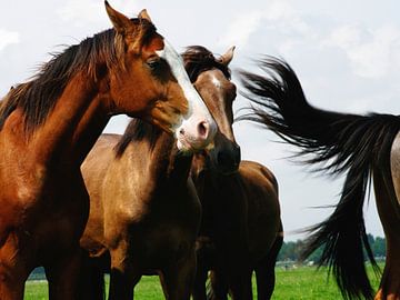 Paarden bij Weesp van Annelies Martinot