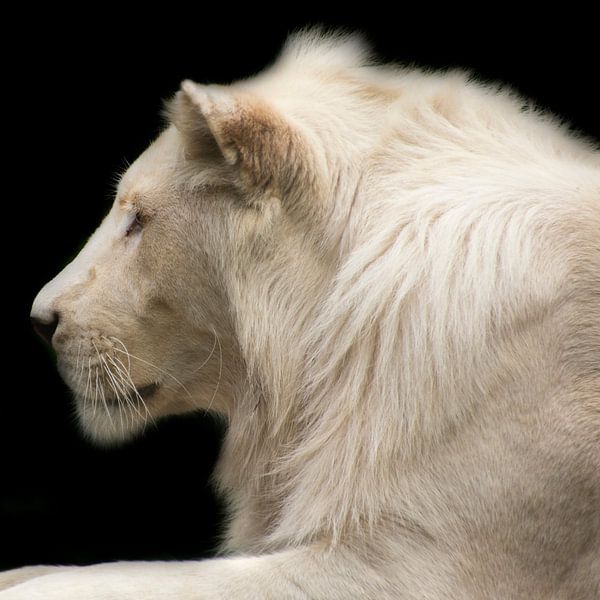 Witte leeuw van Angelique van Heertum