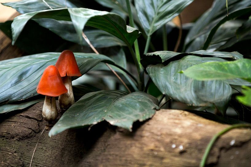 Paddenstoelen by Veronique Kriesch