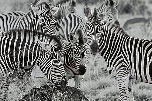 Zebras  Südafrika