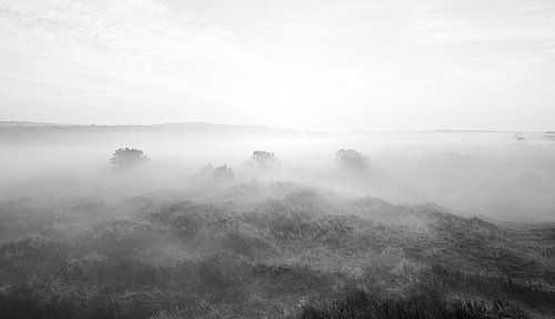 vlieland membre de la cage
