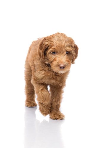 Photography dog/puppy white with mirror image