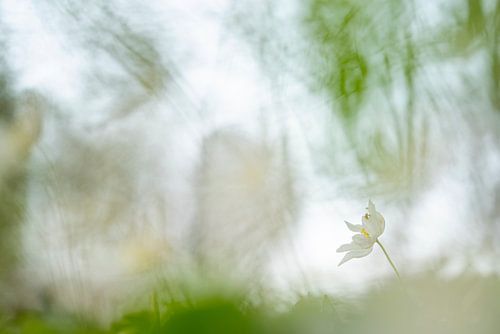 bosanemoon van Bianca Blonk