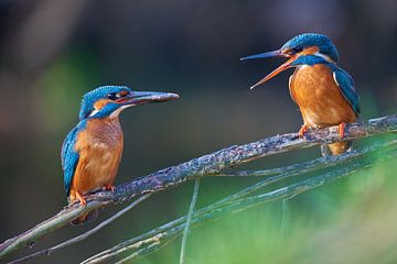 Kingfisher - Love at the riverside by Kingfisher.photo - Corné van Oosterhout