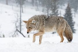 Coyote ( Canis latrans ), in winter, walking, deep snow, heavy snowfall, wildlife, Yellowstone NP, U by wunderbare Erde