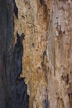Boomstam van oude boom van Paul Groefsema