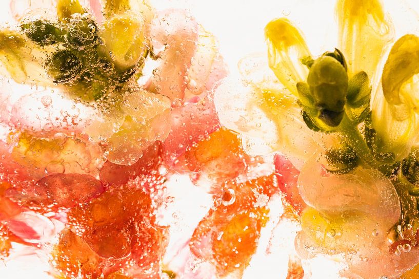 Snapdragon in Ice 3 van Marc Heiligenstein