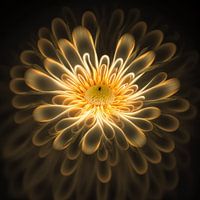 Magische bloemen