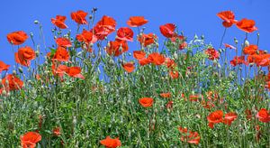 Panorama avec des coquelicots