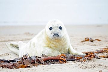 Baby Grijze Zeehond (Halichoerus grypus) relaxing op het strand van Eye on You