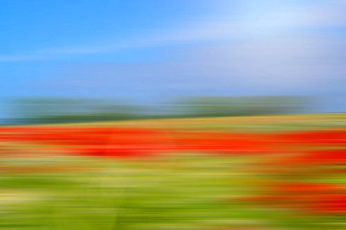 Le champ de coquelicots