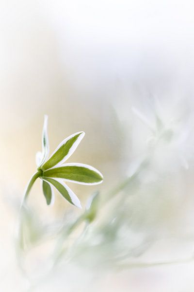 Blüte in beige-weiß (Vogelmilch) von Patricia van Kuik