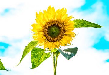 sunflower van Reinier de Rooie