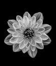 Dahlia, Lotte Gronkjar van 1x thumbnail