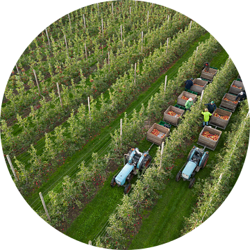 Appelplukoogst in de Betuwe van Moetwil en van Dijk - Fotografie