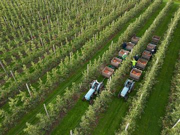 Récolte de pommes dans la Betuwe sur Moetwil en van Dijk - Fotografie