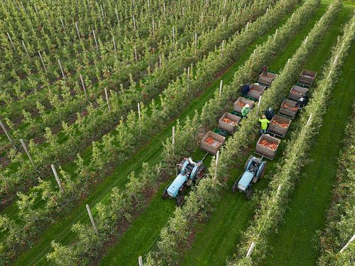 Appelplukoogst in de Betuwe