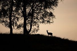 Reebok on the hill by Arjan Otte
