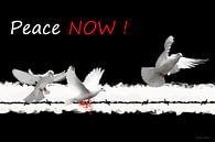 Peace now van Jan Wiersma thumbnail