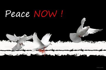 Peace now