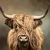 Scottish Highland Cow by Diana van Tankeren