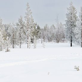 Sneeuwlandschap met rijm op de bomen in Zweeds Lapland van Kelly De Preter