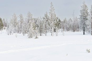 Paysage enneigé avec des rimes sur les arbres en Laponie suédoise
