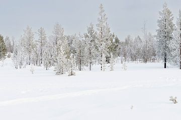 Sneeuwlandschap met rijm op de bomen in Zweeds Lapland van Kelly De Preter
