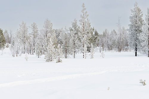 Sneeuwlandschap met rijm op de bomen in Zweeds Lapland
