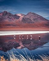 Flamingos on the Bolivian High Plains | Bolivia