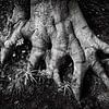 Racines d'un arbre abstrait en noir et blanc sur Dieter Walther