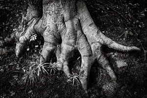 Finger Wurzeln baum abstrakt in schwarz-weiss