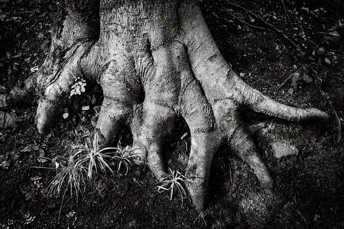 Finger Wurzeln baum abstrakt in schwarz-weiss