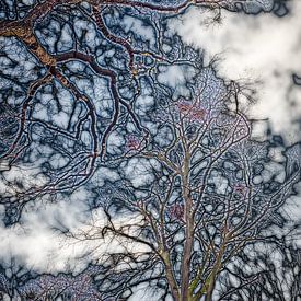 Baumkronen (1) von Boudewijn Swanenburg