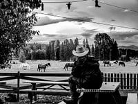 Cowboy and horses 